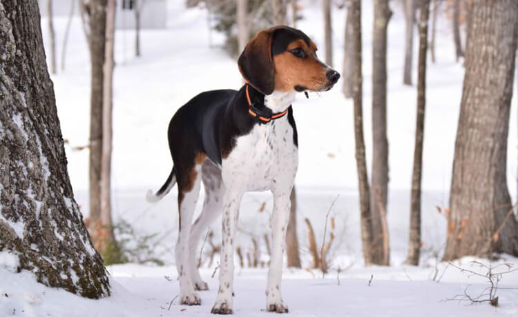 Treeing Walker Coonhound